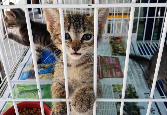 Gato para adoção