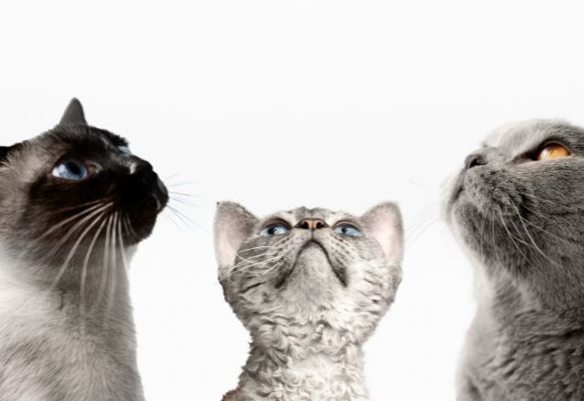 Dia Internacional do Gato: saiba a origem da data e curiosidades sobre os felinos Dia Internacional do Gato: saiba a origem da data e curiosidades sobre os felinos