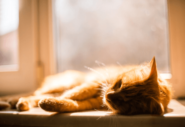 Veja como prevenir os efeitos do calor nos gatos | Freepik