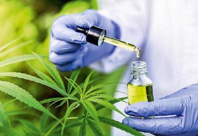 Pessoa manuseia frasco com substância, ao lado da planta Cannabis (Reprodução/GettyImages)