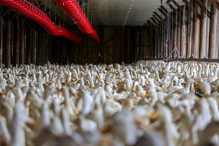 Granja comercial em Santa Catarina | Divulgação/Roberto Zacarias/Secom/Governo de SC