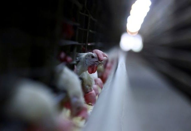 Granja no Rio Grande do Sul | Reuters