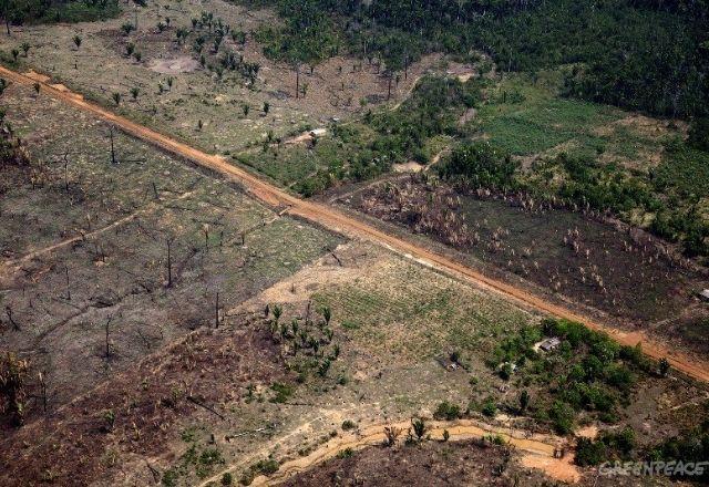 Entre os Estados que mais desmataram durante o período, Pará está em primeiro lugar, seguido pelo Amazonas | Reprodução/ Greenpeace