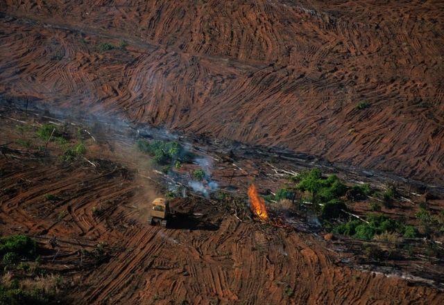 Estados que mais desmataram durante o mês foram Mato Grosso, Pará e Amazonas | Divulgação/Greenpeace