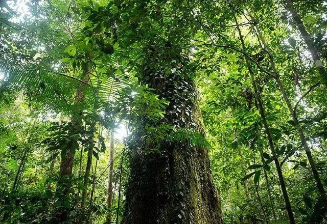 Fundo Amazônia foi criado em 2008 | Greenpeace Brasil