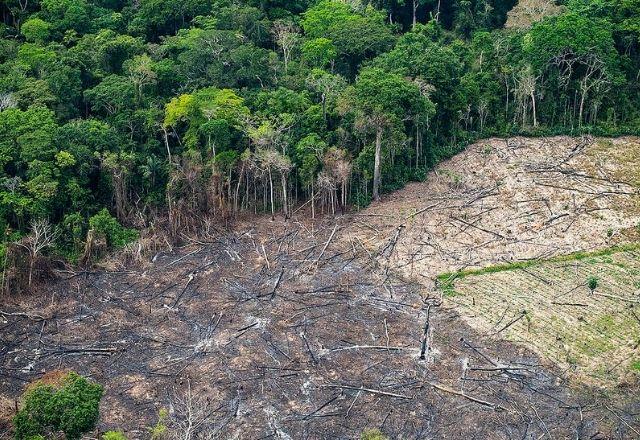 Recorde negativo anual acompanhou consequências como a alteração do regime de chuvas e a perda da biodiversidade | Divulgação/Greenpeace