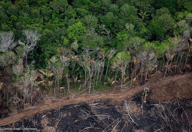 Dviulgação/Greenpeace