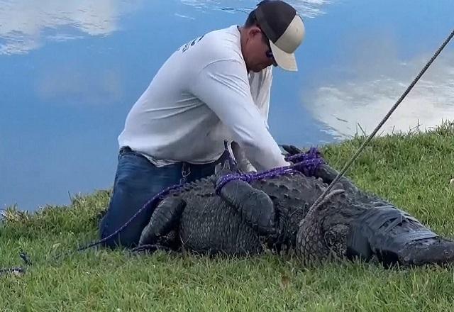 Homem branco imobilizando jacaré, em área gramada, ao lado de lago