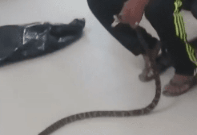 Homem leva cobra viva para a UPA do Guarujá | Reprodução/VTV