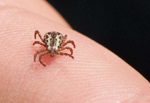 Minas Gerais confirma mais duas mortes por febre maculosa