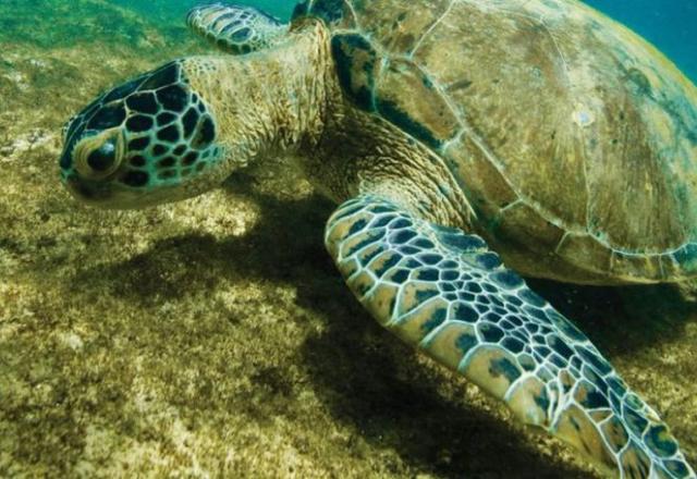 Tartaruga verde (Tamar/ICMBio)