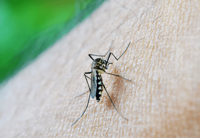 Mais de 6 mil brasileiros morreram em decorrência de dengue em 2024