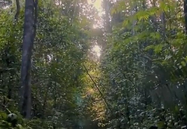 Norte recebe menos de 10% do orçamento federal para pesquisa em biodiversidade Norte recebe menos de 10% do orçamento federal para pesquisa em biodiversidade