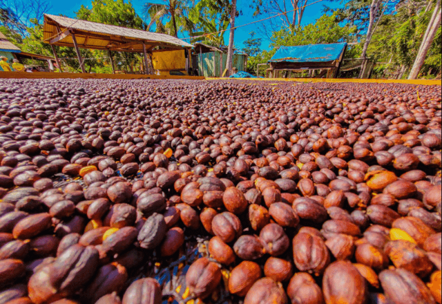 Série "Café Brasileiro: Uma Paixão Mundial" destaca o protagonismo feminino na cafeicultura em Rondônia