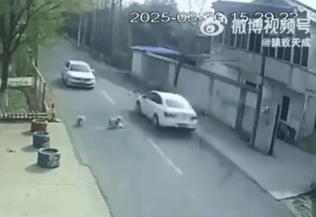 Cães de rua salvam cachorrinho atropelado na China e são adotados por tutor