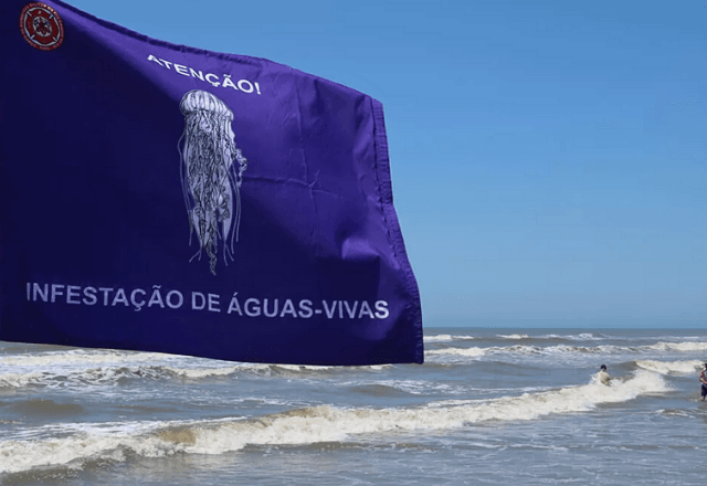 Bandeira roxa alerta para infestação de águas-vivas nas praias  - Reprodução