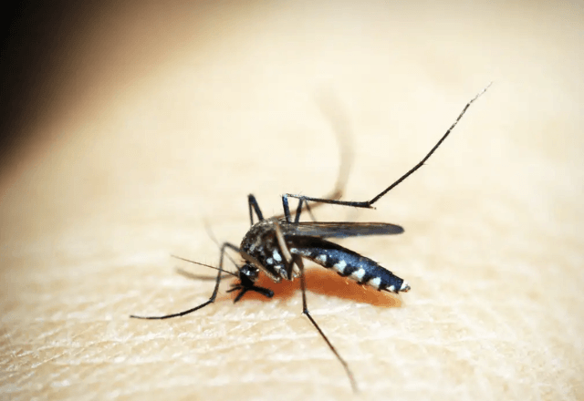 Hospitais de São Paulo registram aumento de 96% em internações por dengue e SRAG