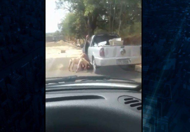 Idoso tem pé amputado após ataque de pitbulls no interior de SP