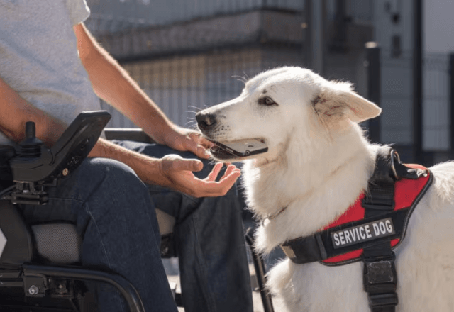 Voo é cancelado no Rio após companhia recusar, pela segunda vez, embarque de cão de assistência para criança autista | Foto: reprodução 