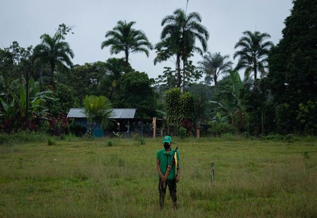 Imagem contém floresta verde