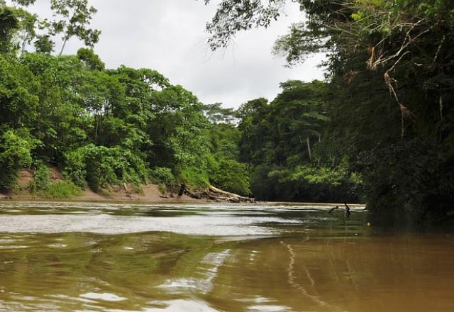 Imagem de árvores e um rio Floresta Amazônica