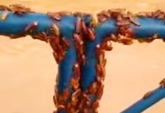 Imagem de dezenas de baratas aglomeradas em uma superfície de ferro próximas a um rio