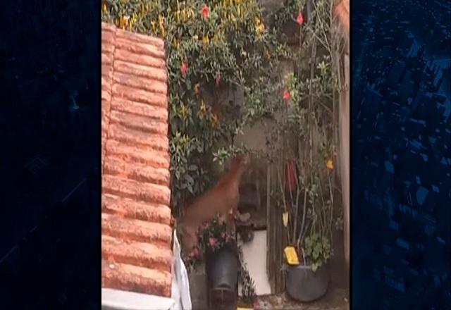 Imagem gravada com celular mostra onça parda se movimentando entre plantas do quintal de uma casa (SBT Jornalismo)