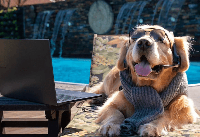 Inácio golden cão