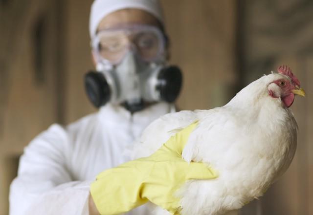 Influenza aviária, também conhecida como gripe aviária, é uma doença viral altamente contagiosa que afeta, principalmente, aves silvestres e domésticas |  Reprodução