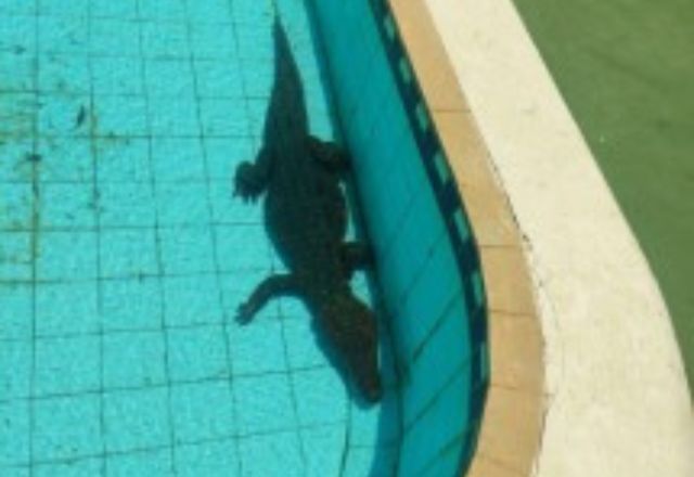 Jacaré dentro de piscina em clube mineiro | Foto: CBMMG