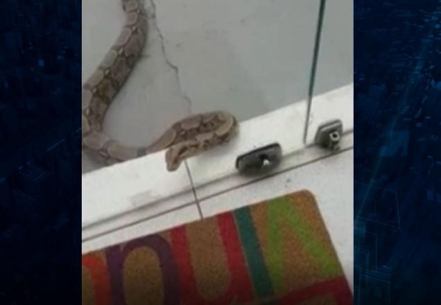 Jiboia é flagrada passeando pela calçada em Rondônia  e apavora lojistas
