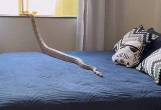 Jiboia sobre a cama em Unaí | Foto: CBMMG