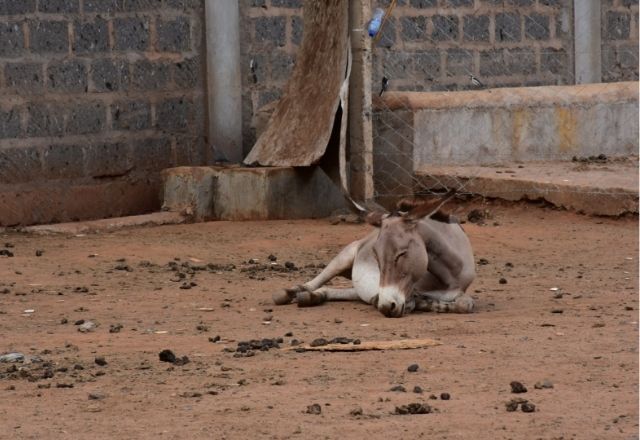 Jumento em área rural | Reprodução/The Donkey Sanctuary