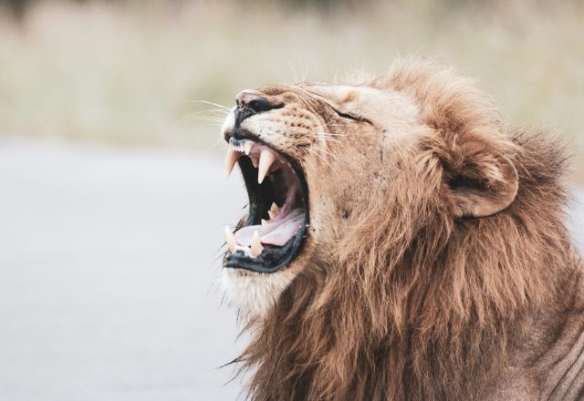 Leão, símbolo do Imposto de Renda. Foto: Glen Carrie/Unsplash