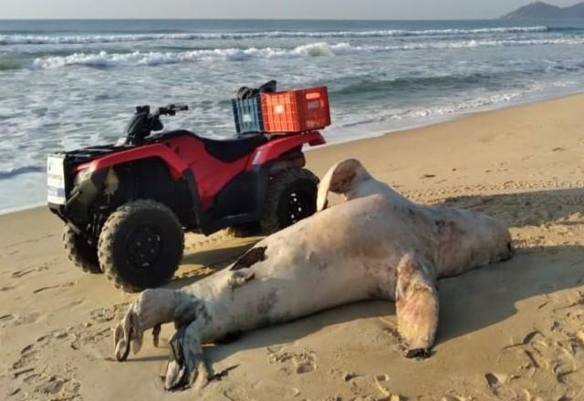 Leão-marinho morto na areia da praia