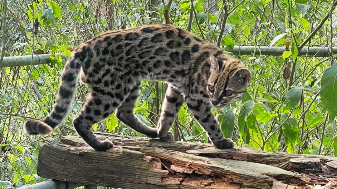 Brasileiro ajuda a identificar nova espécie de gato. | Paola Nogales-Ascarrunz via PUCRS
