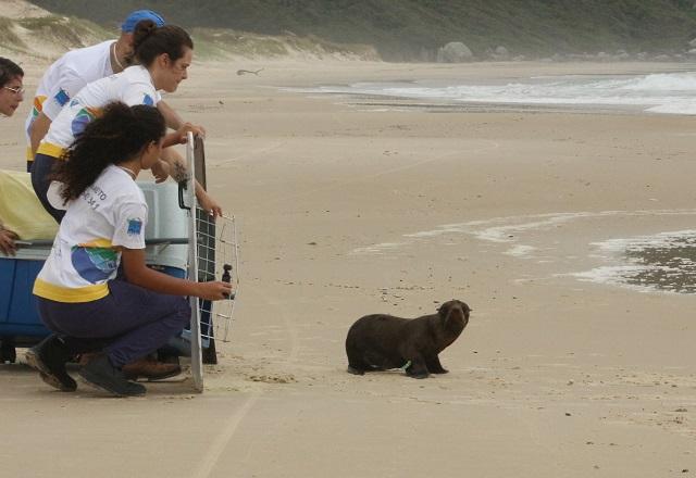 Vídeo: Lobo-marinho-do-Sul é devolvido à natureza após se recuperar de ferimento Vídeo: Lobo-marinho-do-Sul é devolvido à natureza após se recuperar de ferimento