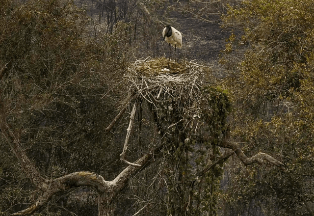 Seca atinge o pantanal / Agência Brasil: Marcelo Camargo