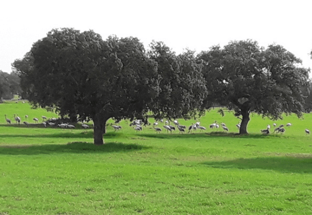 Descubra Albernoa, no Baixo Alentejo: Natureza, aventura e paz em família em Portugal