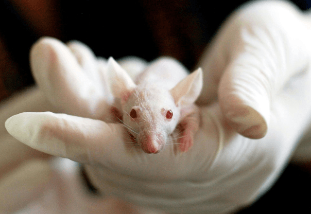Lula sanciona lei que proíbe uso de animais em testes de cosméticos
