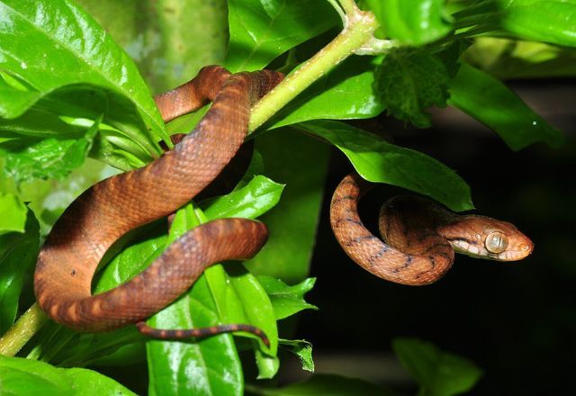 Ilha dos EUA enfrenta crise ambiental após infestação de serpente arbórea-marrom