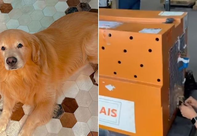 Cachorro morre após ser enviado para destino errado pela Gol