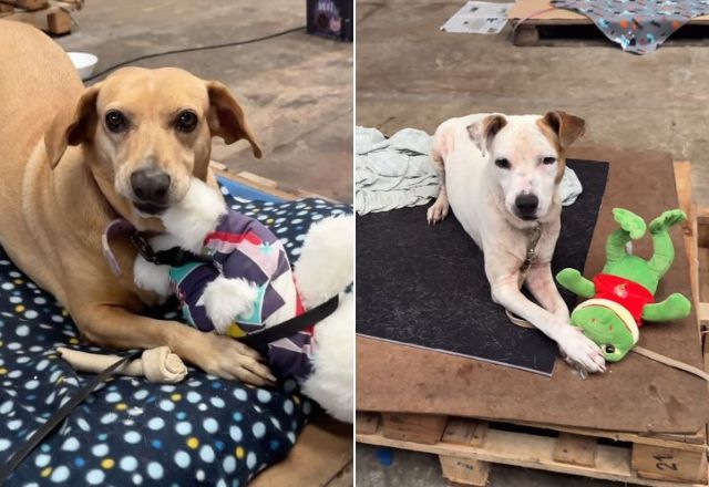 Cachorros em abrigo de São Leopoldo (RS) se divertem com pelúcias doadas | Reprodução/Instagram