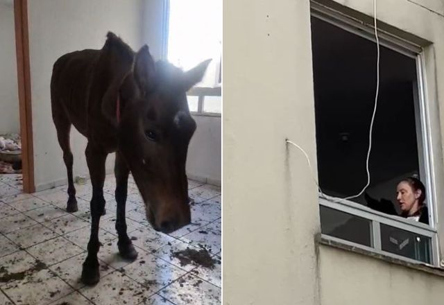Égua é encontrada no terceiro andar de prédio alagado em São Leopoldo (RS) | Reprodução