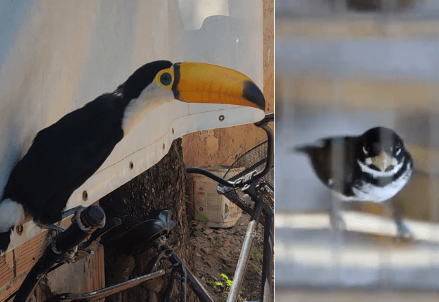Animais silvestres apreendidos no Rio | Divulgação