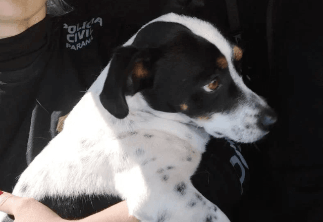 Cachorro recebe indenização por maus-tratos no Paraná | Divulgação