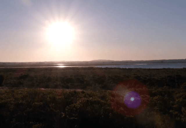 Vegetação nativa do Pampa, no Rio Grande do Sul | SBT/RS