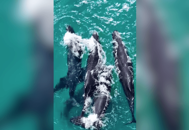 Baleias são vistas em Arraial do Cabo | Reprodução