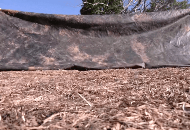 Estudo da UFRGS testa método simples com lonas para recuperar vegetação nativa do Pampa | SBT/RS