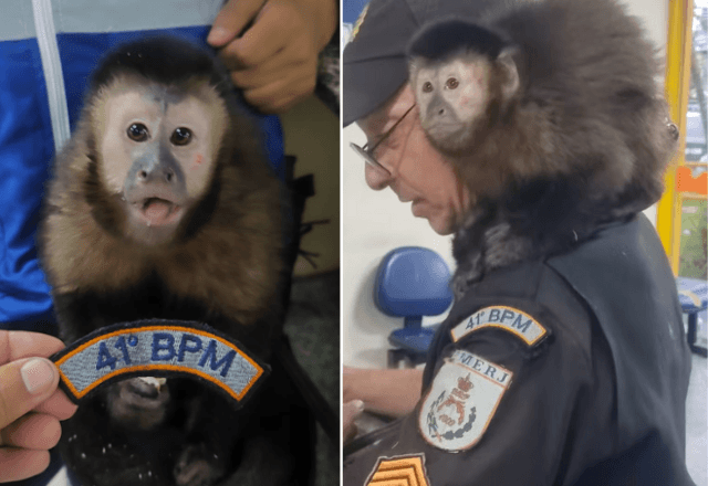 Macaco resgatado com assaltantes no Rio | Reprodução